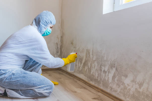 Licensed Black Mold Removal service in Lexington, TN - WQB Mold Removal