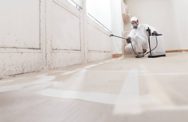 24/7 Emergency Black Mold Removal experts in Lexington, TN