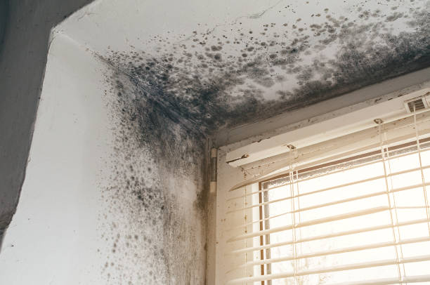 Affordable Black Mold Removal solutions in Lexington, TN