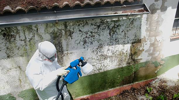 Top rated local Black Mold Removal specialists in Lexington, TN